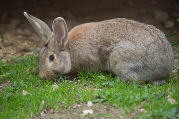  European rabbit (Oryctolagus cuniculus), wild rabbit sitting in a meadow, Sardinia, Italy