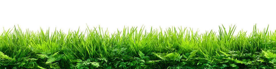 Obraz premium Lush green grass field (23)