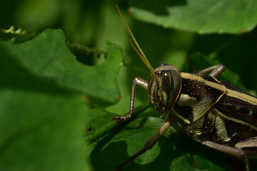 A detailed close-up of a grasshopper on a green leaf.