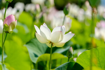 瑞々しく咲く白い蓮の花とつぼみ