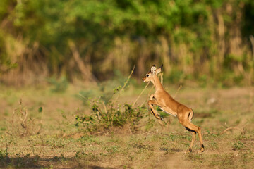 Young Impala (Aepyceros melampus) running from danger in South Luangwa National Park, Zambia