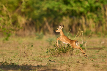 Young Impala (Aepyceros melampus) running from danger in South Luangwa National Park, Zambia