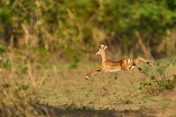 Young Impala (Aepyceros melampus) running from danger in South Luangwa National Park, Zambia