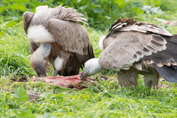 Griffon vultures perched on the ground in the vicinity of a cadaver. Sardinia. Italy
