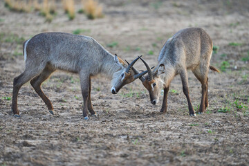 Waterbuck (Kobus ellipsiprymnus) in South Luangwa National Park, Zambia