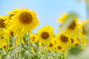 Fototapeta premium 青空に咲く夏のひまわり畑