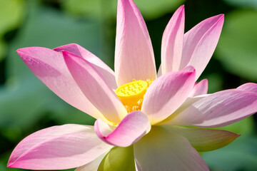 Naklejka premium 夏の朝日に輝くピンク色の蓮の花