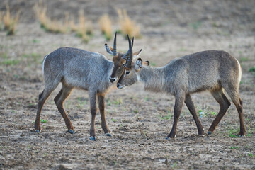 Waterbuck (Kobus ellipsiprymnus) in South Luangwa National Park, Zambia