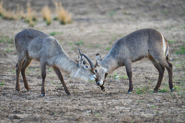 Waterbuck (Kobus ellipsiprymnus) in South Luangwa National Park, Zambia