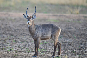 Waterbuck (Kobus ellipsiprymnus) in South Luangwa National Park, Zambia
