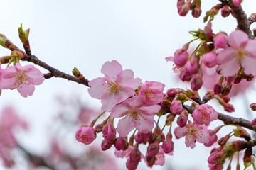 満開に咲き誇る河津桜の花