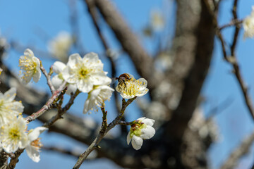 白梅に蜜を吸うミツバチのアップ