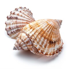 Fototapeta premium Two seashells, light brown and beige, intricate patterns, overlapping, isolated white background