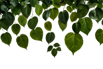 Close up of lush green heart shaped leaves hanging against a dark background