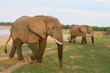 Group of large male African Elephant (Loxodonta africana) having just crossed the Luangwa River in...