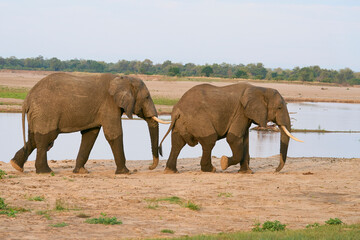 Group of large male African Elephant (Loxodonta africana) having just crossed the Luangwa River in...
