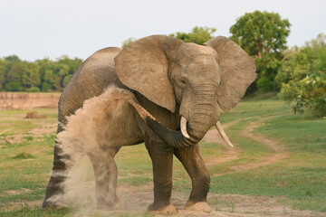 Group of large male African Elephant (Loxodonta africana) having just crossed the Luangwa River in...