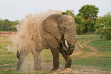 Group of large male African Elephant (Loxodonta africana) having just crossed the Luangwa River in...