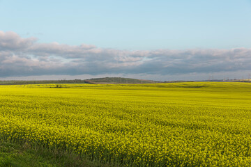 rapeseed field in spring