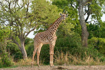 Thornicroft giraffe (Giraffa camelopardalis thornicrofti) browsing in South Luangwa National Park, Zambia