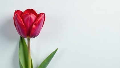 Dried red-purple tulip, minimalist white grey backdrop , design element, vintage