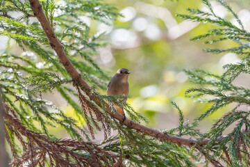 針葉樹にとまるジョウビタキのメス