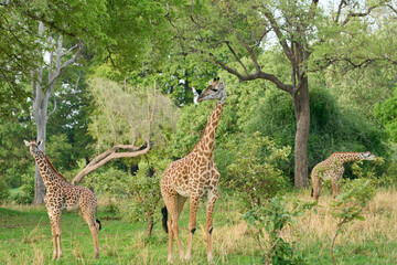 Thornicroft giraffe (Giraffa camelopardalis thornicrofti) browsing in South Luangwa National Park, Zambia