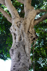Fototapeta premium old tree trunk