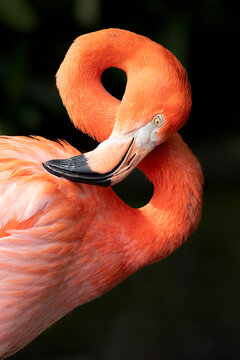 Flamand Rose