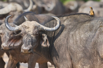 Large herd of African Buffalo (Syncerus caffer) in South Luangwa National Park, Zambia