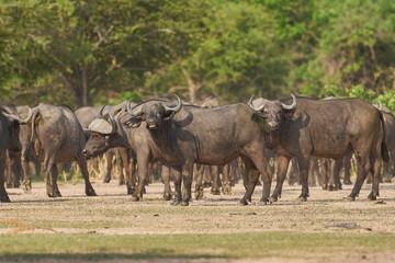 Large herd of African Buffalo (Syncerus caffer) in South Luangwa National Park, Zambia