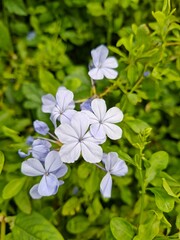 blue flowers in the garden