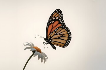 Fototapeta premium A vibrant monarch butterfly with intricate wing patterns hovers gracefully over a delicate white daisy in a soft light