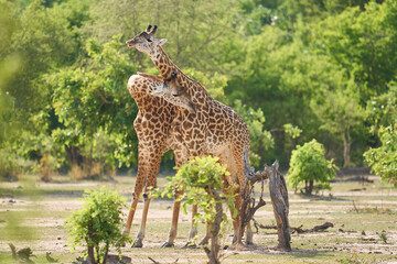 Thornicroft giraffe (Giraffa camelopardalis thornicrofti) play fighting in South Luangwa National...