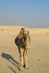 camel in the desert