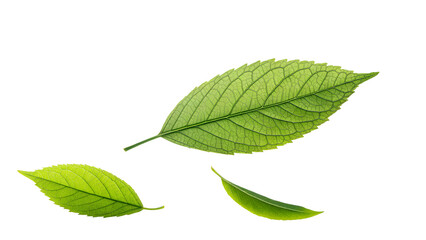 Fototapeta premium Three green leaves of varying sizes isolated on transparent background