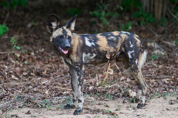African Wild Dog (Lycaon pictus) about to set off hunting for prey in South Luangwa National Park, Zambia