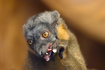 Lemur