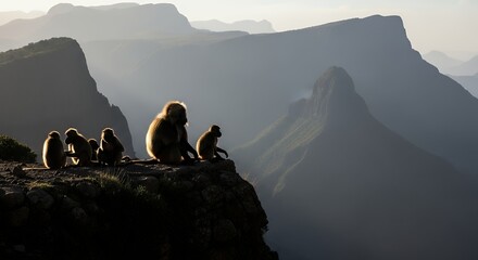Gelada Monkeys Silhouetted Against Misty Ethiopian Highlands at Sunrise