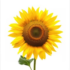 Fototapeta premium Vibrant sunflower head against white