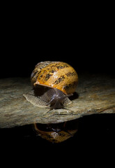 Brown garden snail, Brown gardensnail, Common garden snail, European brown snail (Cornu aspersum, Helix aspersa, Cryptomphalus aspersus, Cantareus aspersus), crawling on rock, Sardinia, Italy