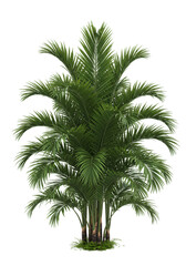 Lush green palm tree with multiple trunks isolated on transparent background