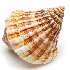 Obraz premium Close-up of a spiral seashell, with intricate, multicolored bands