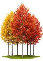 Vibrant autumn trees with red and yellow foliage isolated on transparent background
