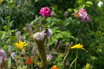 Bumbleebee on wildflower
