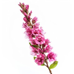 Obraz premium Pink flower cluster on stem against white