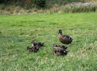 ducks on the grass