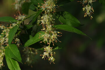 Fontanesia phillyreoides, Hyangseon flower valued for traditional detoxifying properties. Photographed in Korea.