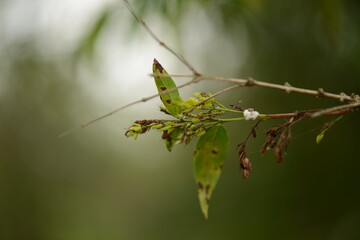Fontanesia phillyreoides, Hyangseon fruit with mild detoxifying properties. Photographed in Korea.