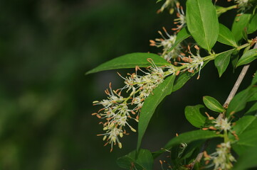 Fontanesia phillyreoides, Hyangseon flower valued for traditional detoxifying properties. Photographed in Korea.